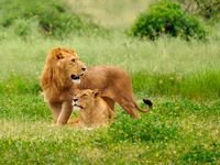 pic for Lions Couple 